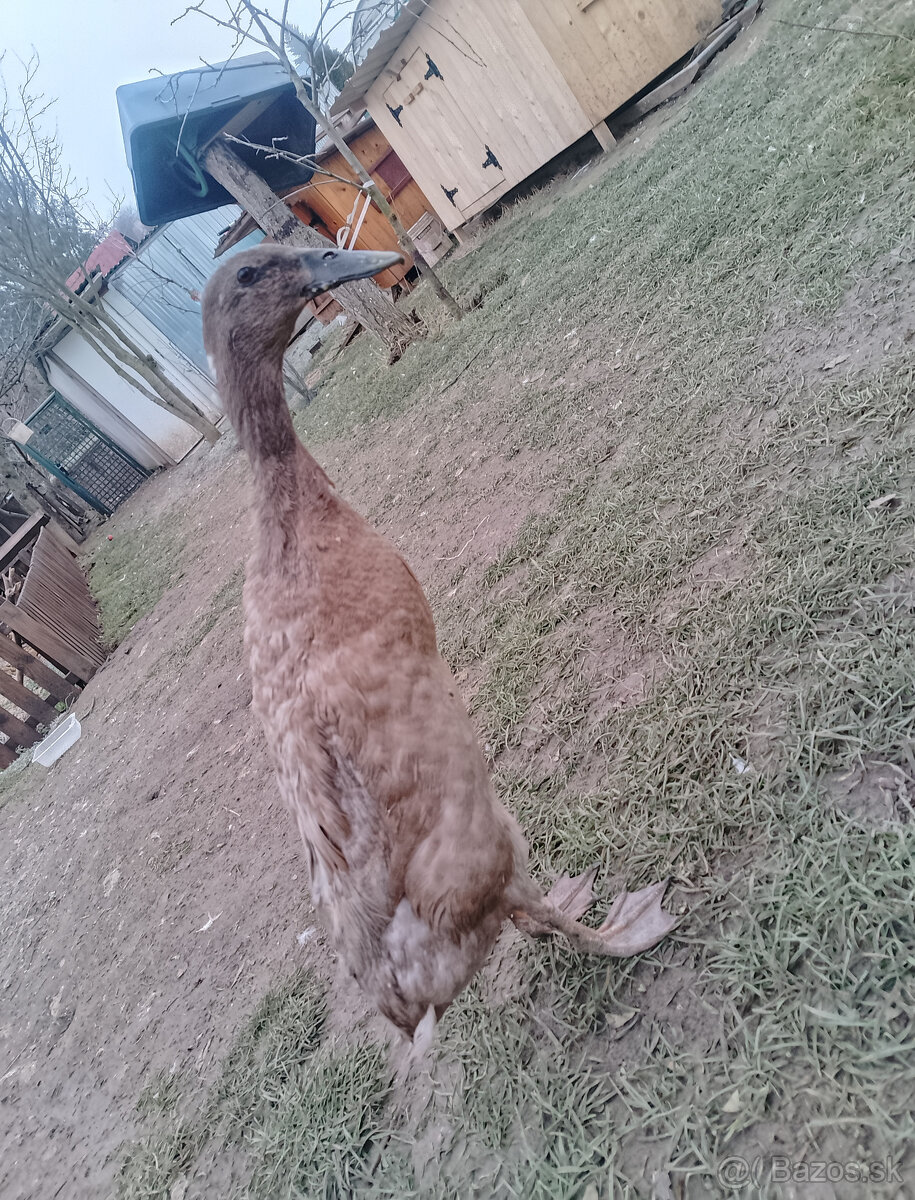 Indické bezce tohtoročne