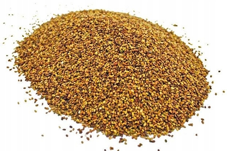Lucerna, lucerka