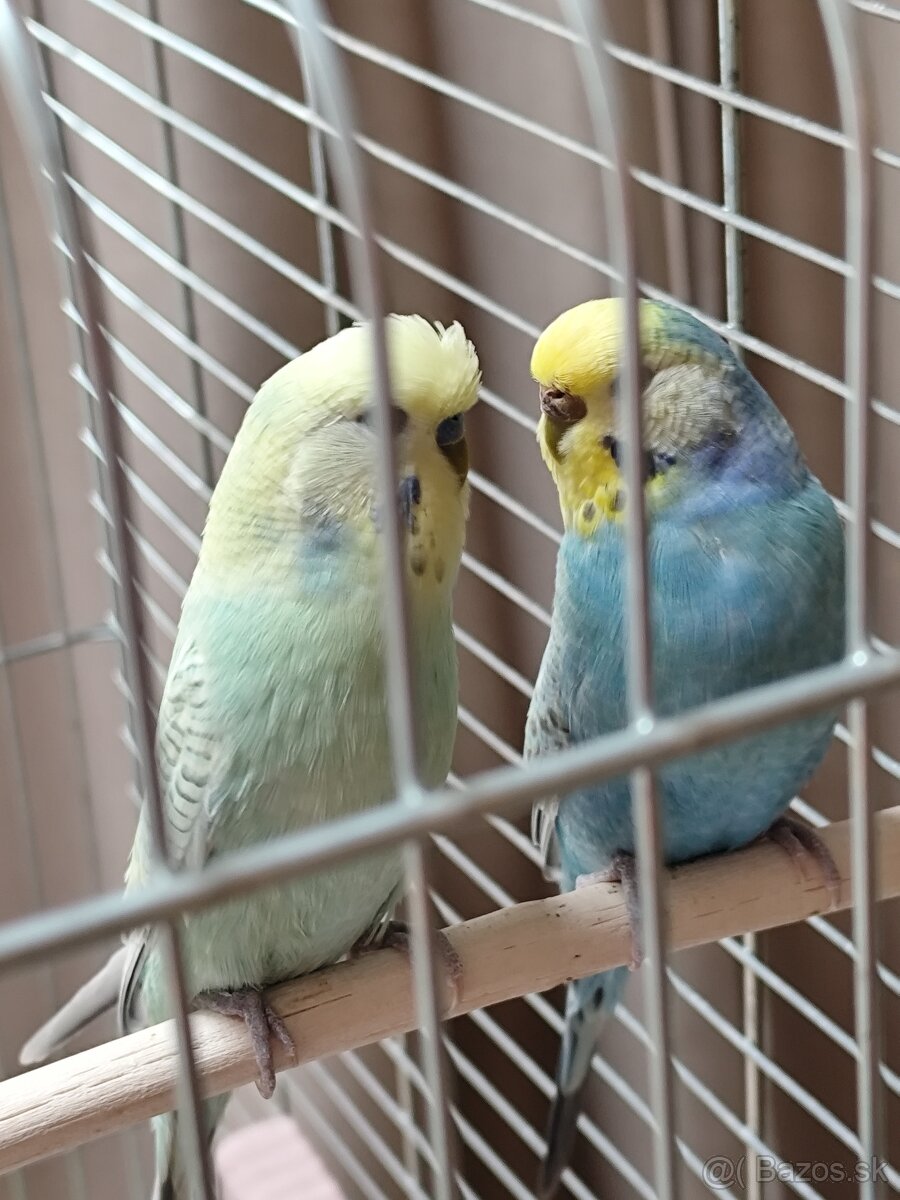 Andulky + klietka