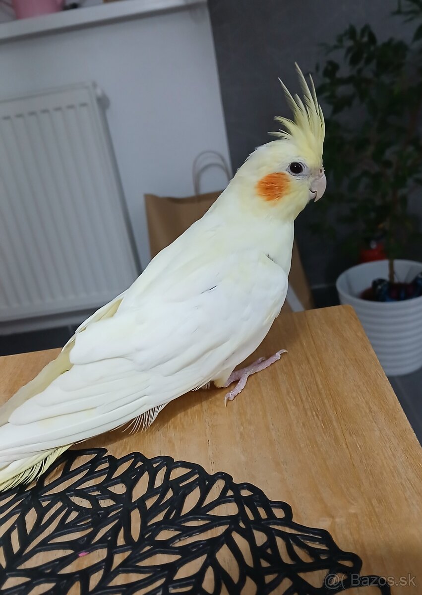 Žltá Korela aj s klietkou