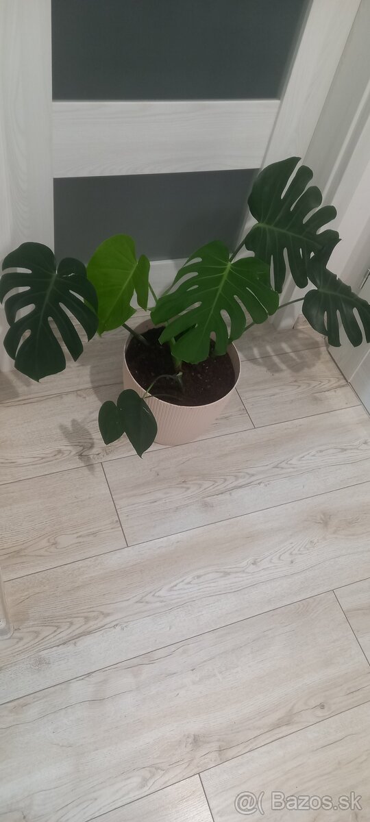 Veľká Monstera