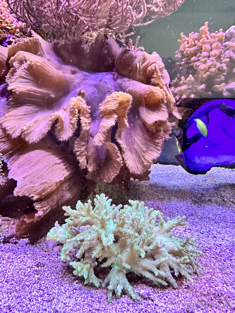 Predám mäkké koraly