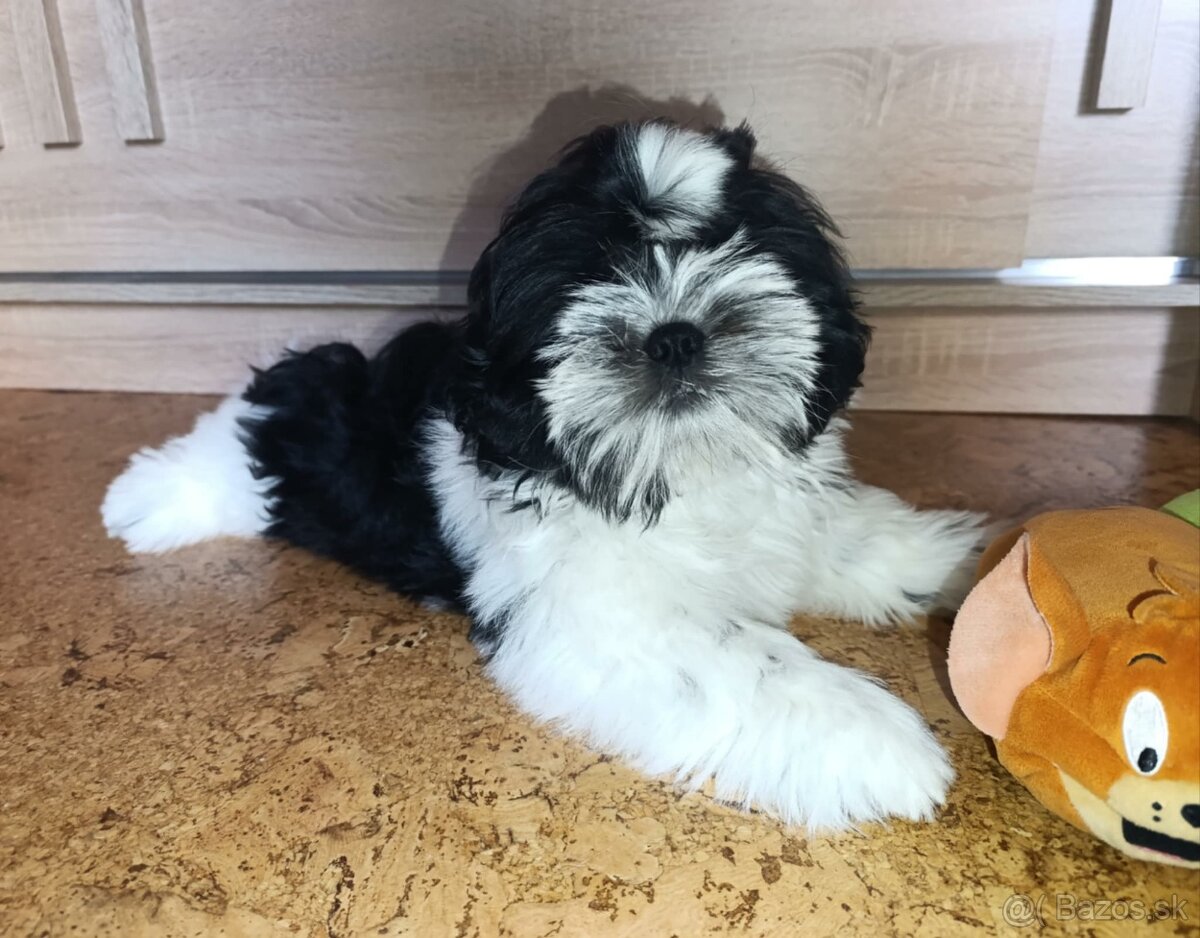 Shih-tzu s PP posledné šteniatko (shih tzu, shitzu, si-tzu)