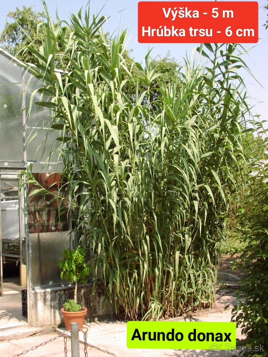 trstina obrovská Aruna Arundo-donax Trsteník