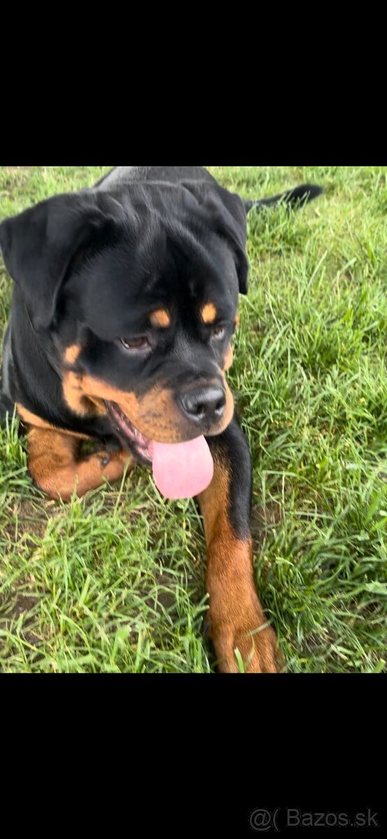 Rottweiler darujem