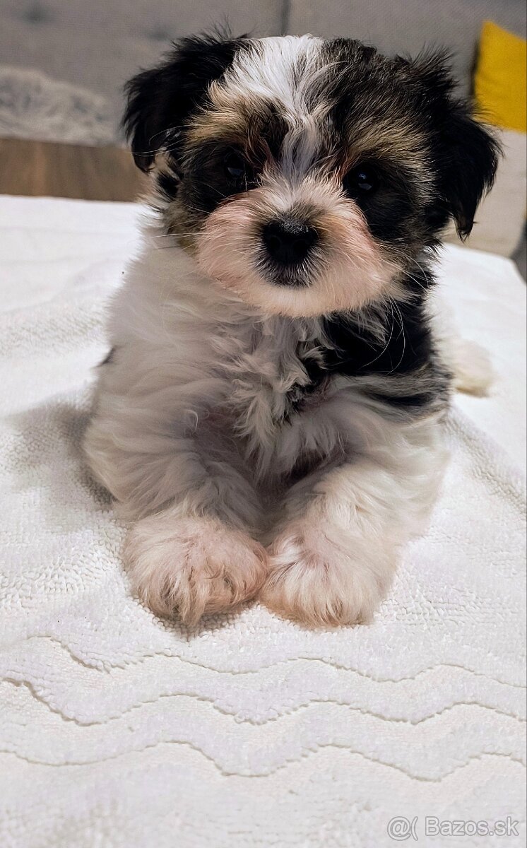 Šteniatko Yorkshire Biewer Terrier
