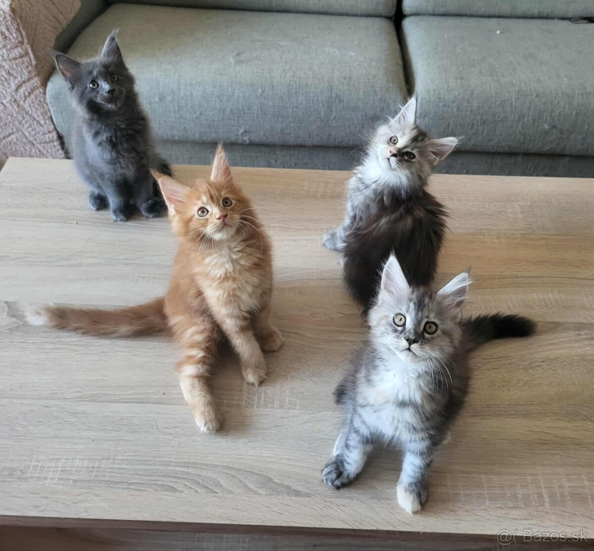 Mačiatka Maine Coon