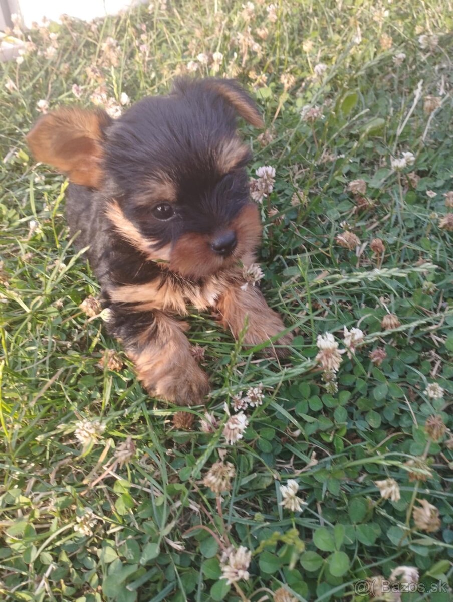 Yorkshire terrier, yorkshirsky terier, york