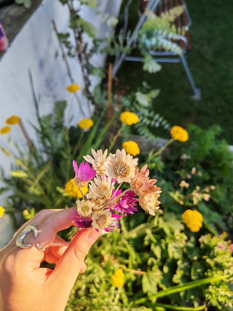 Fialový a biely sucho-kvet (slamienka) 🌸