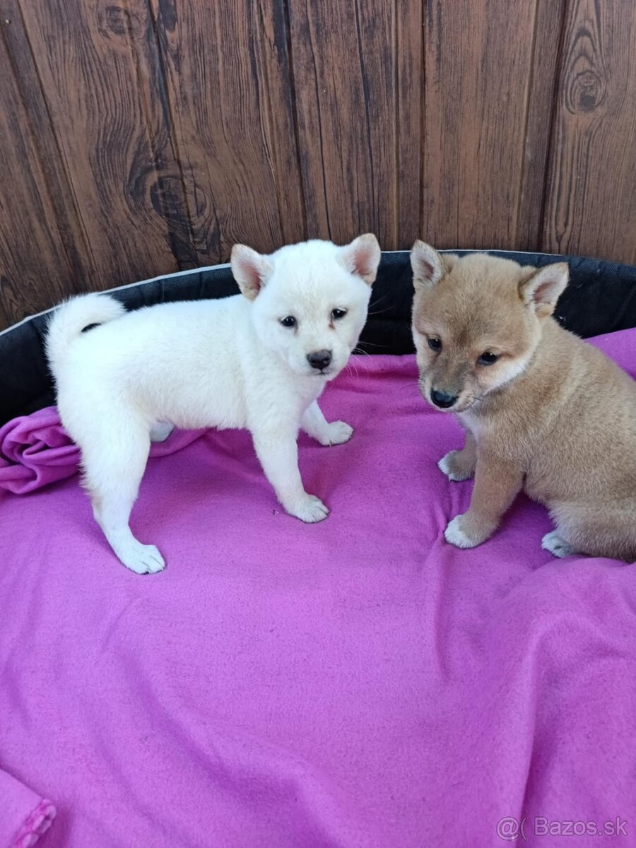 Shiba inu