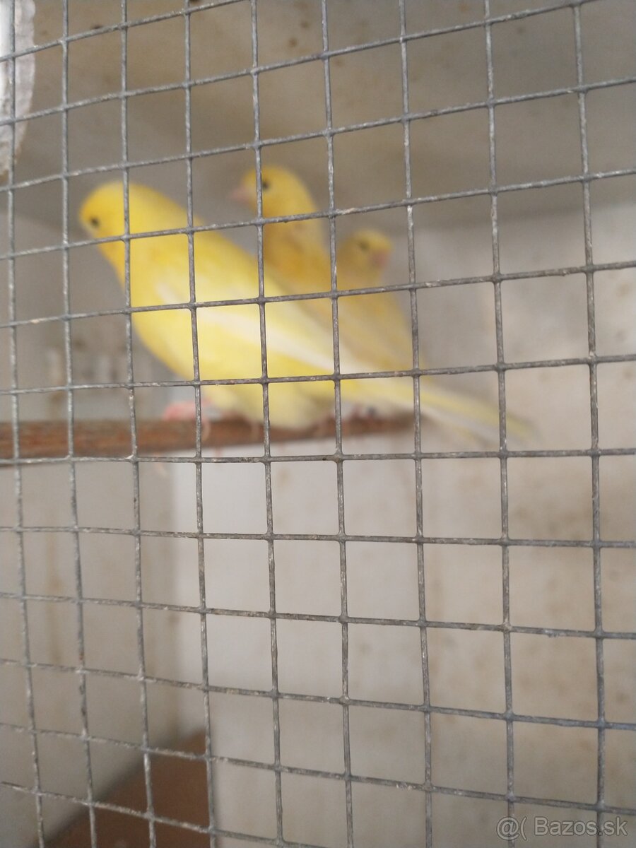 Kanariky