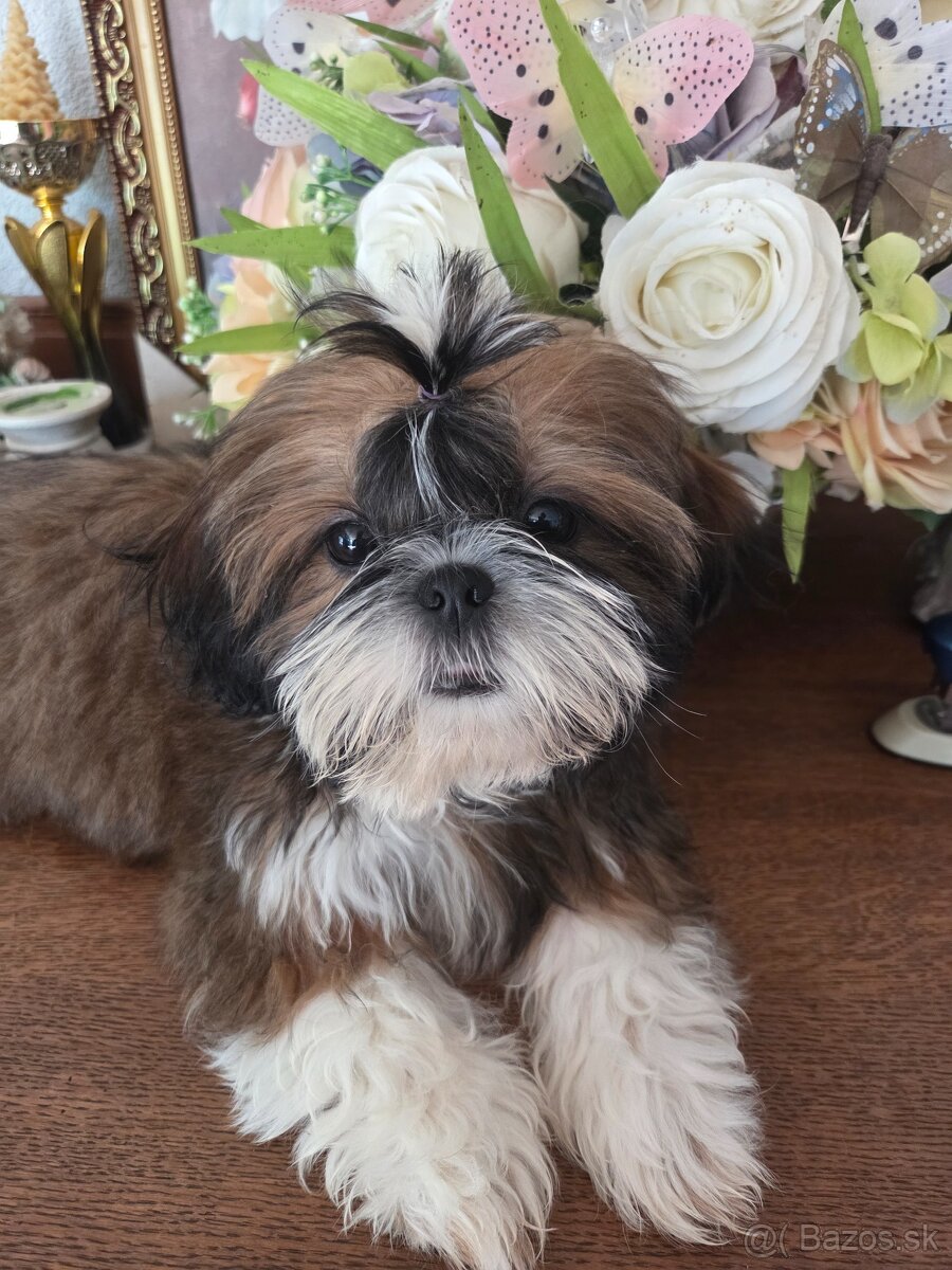 Šteniatka shi tzu