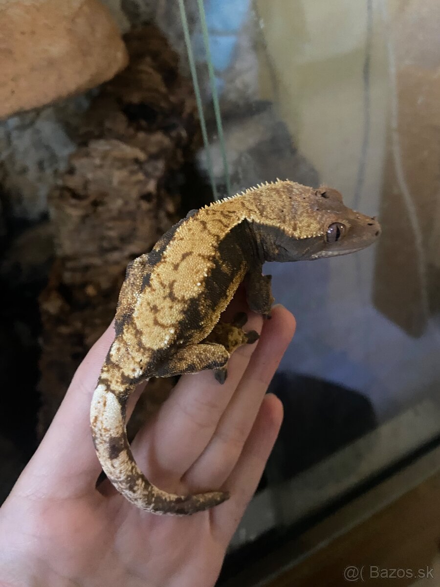 Predám pagekony riasnaté