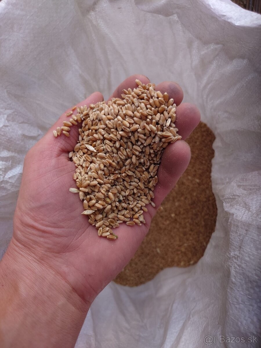 Predám pšenicu_žito