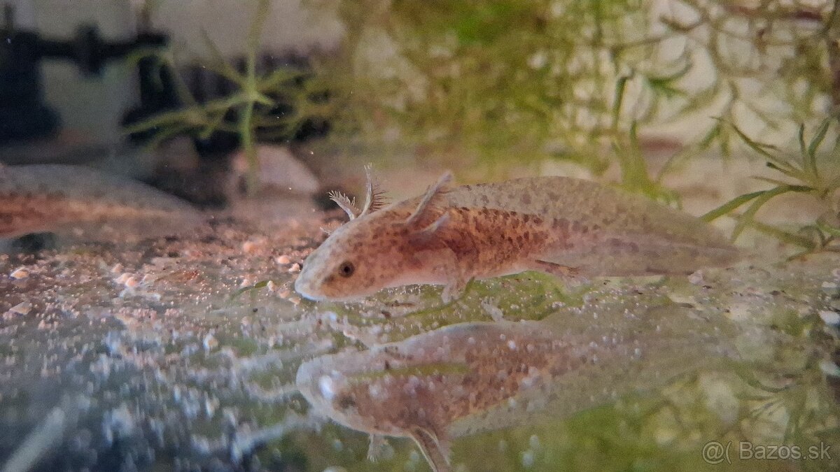 Predam Axolotlov