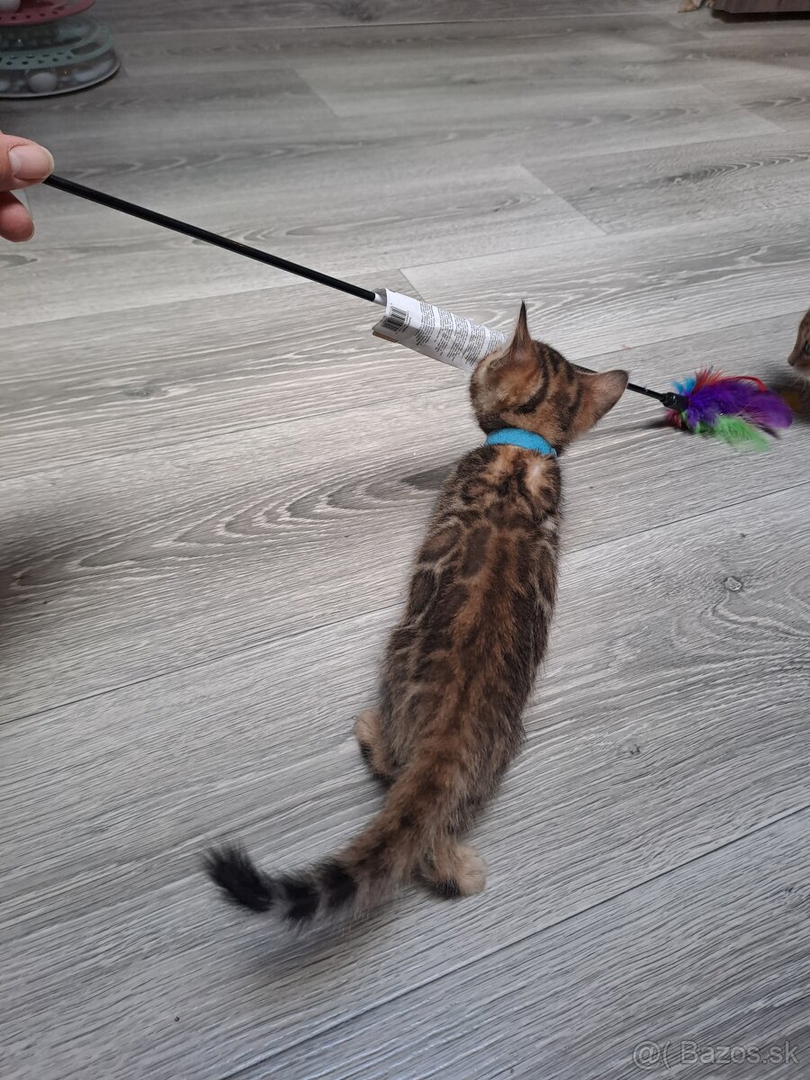 Bengalske maciatka s PP