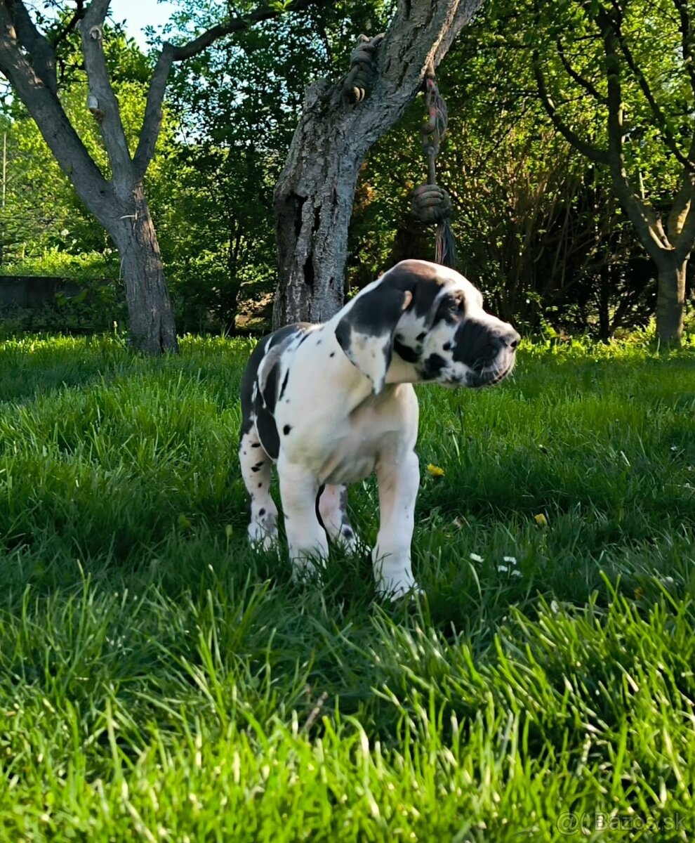 Nemecka doga