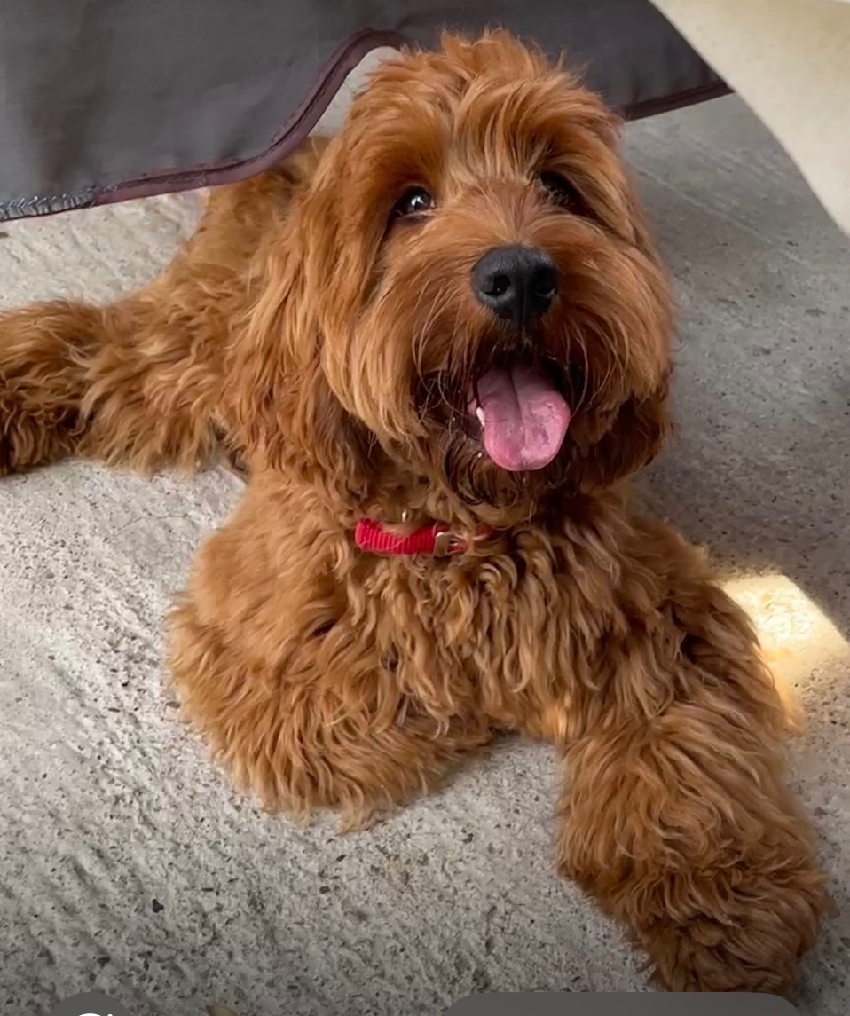 Cockapoo krytie