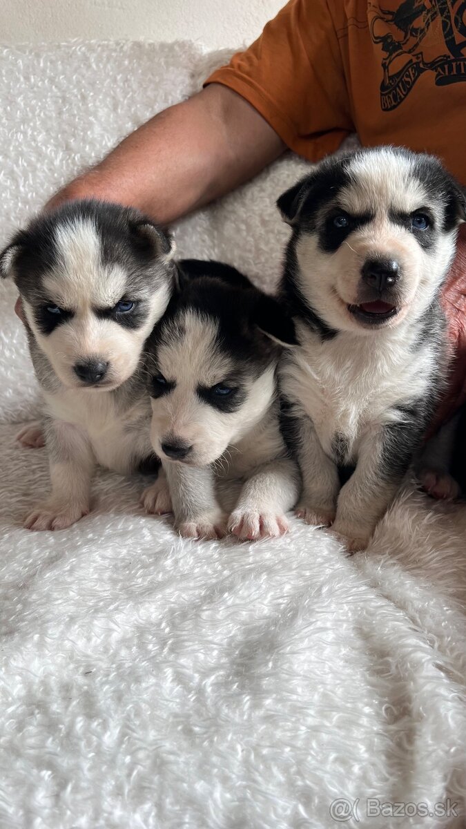 Šteniatka sibírsky husky