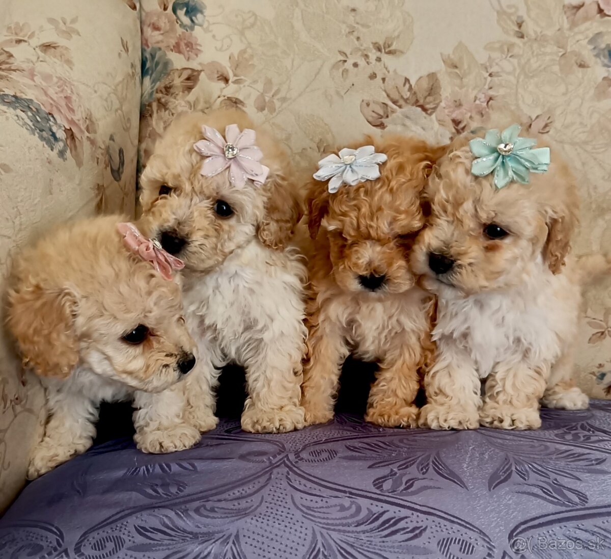 Toy Pudlik - Mini Pudel