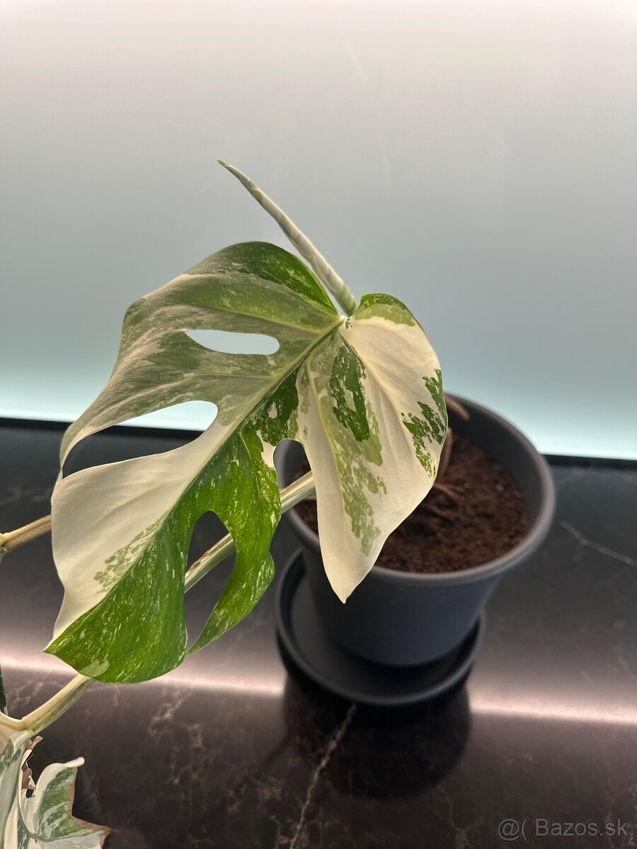 Monstera Albo