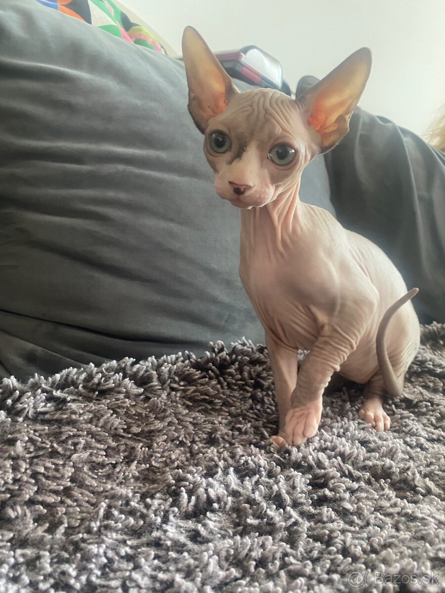 Sphynx macicka