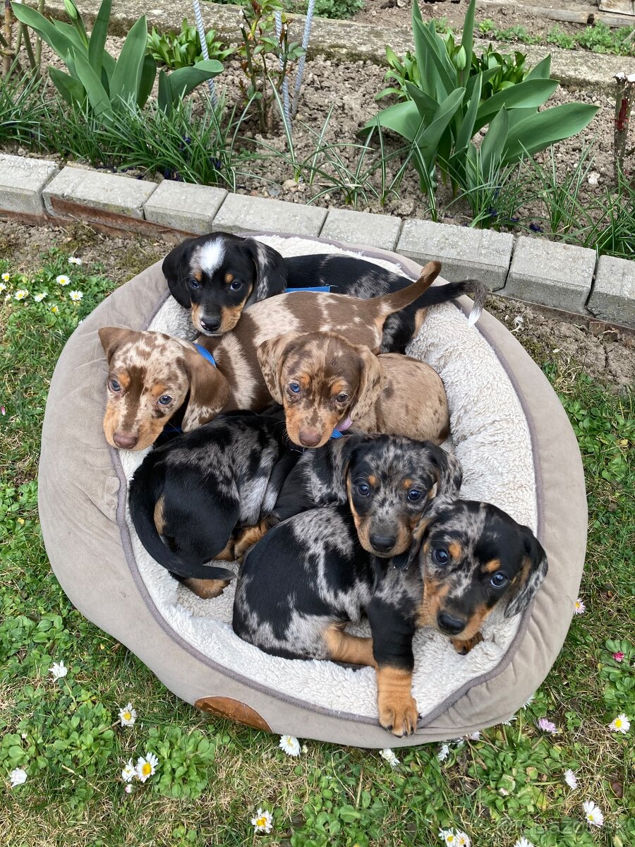 Jazvečík trpasličí krátkosrstý