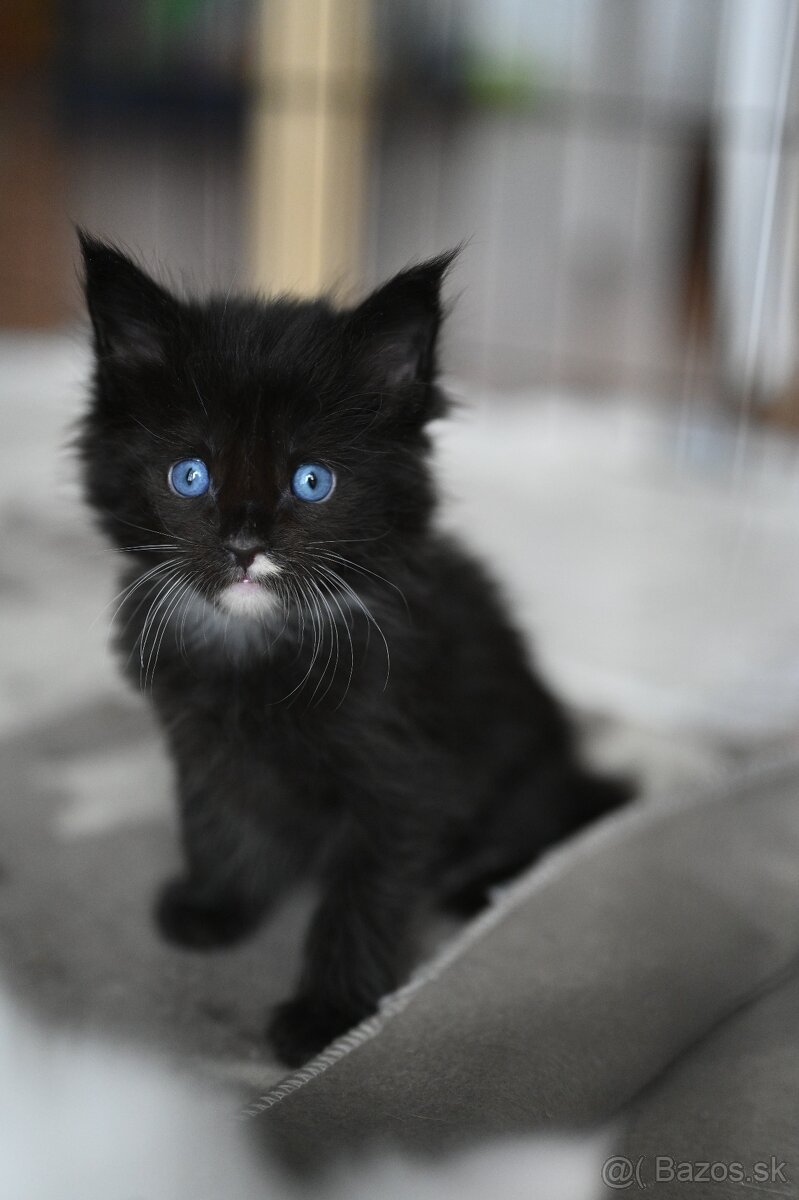Mainská mývalia - maine coon - 2 mačiatka s modrými očkami