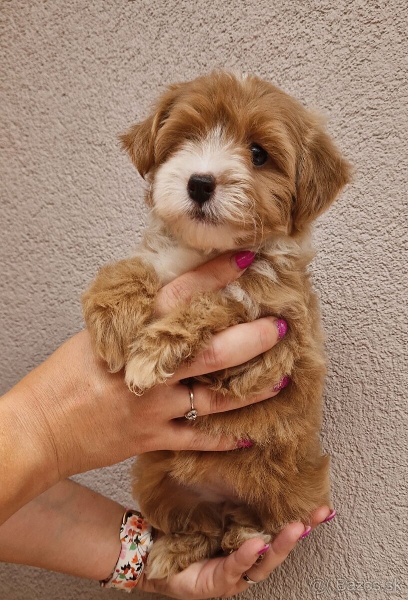 Maltipoo