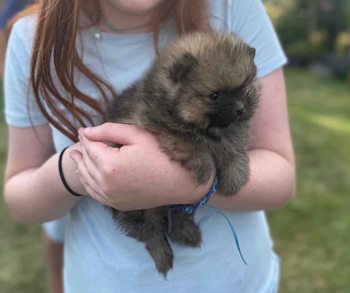Špic malý oranžový pomeranian