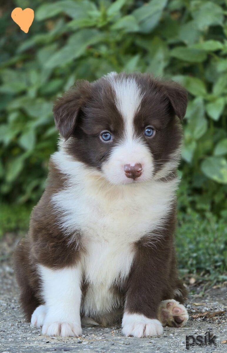 Border collie, kólia bez pp