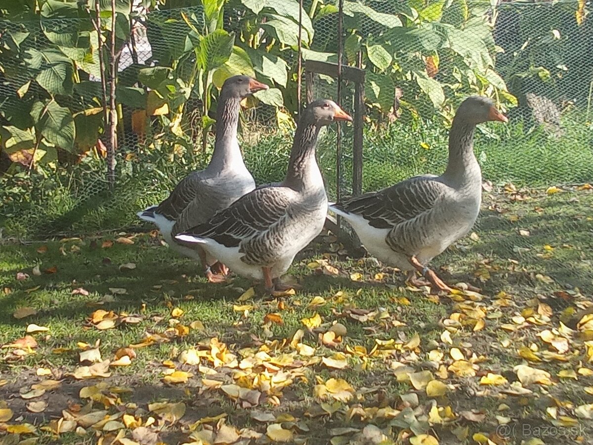 Predám landeské husi
