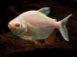 Piraňa plodožravá, var.albino