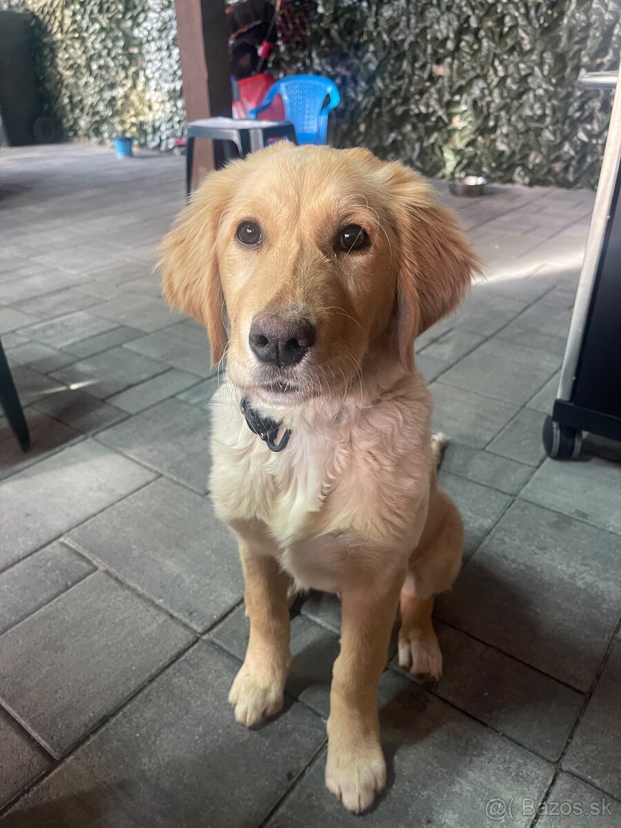 Zlatý retriever šteniatko