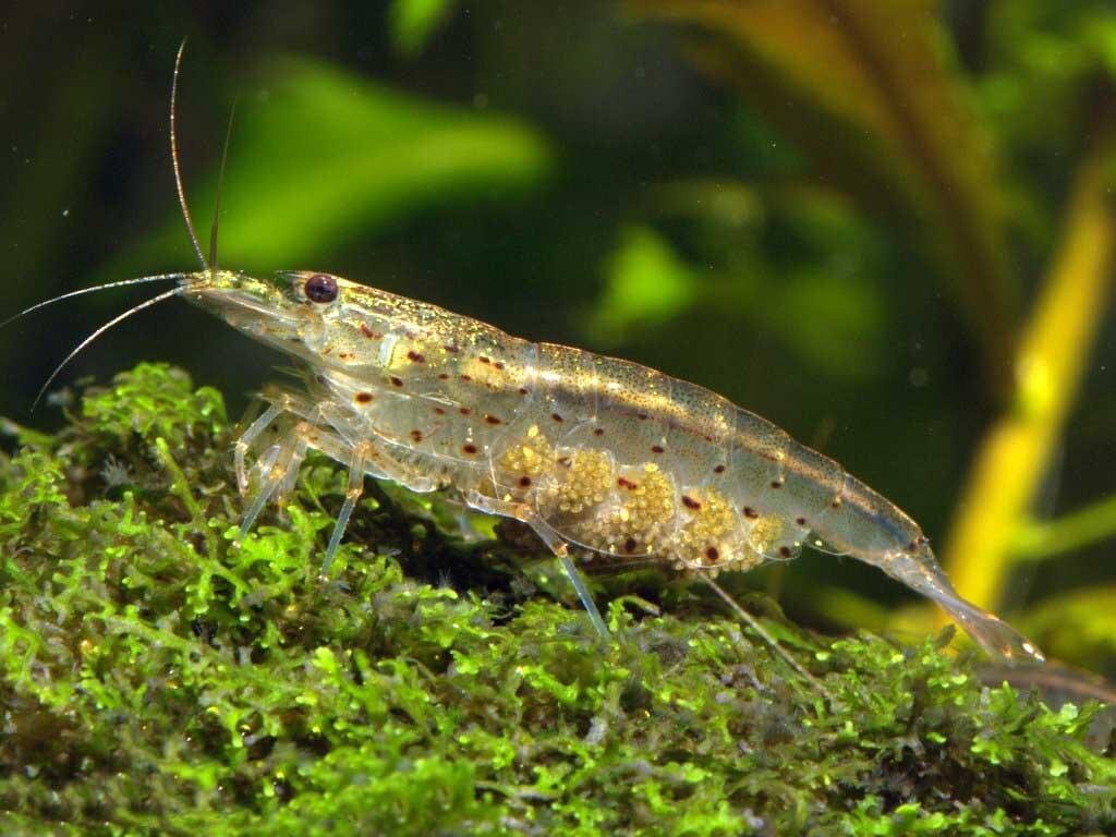japonica XXL
