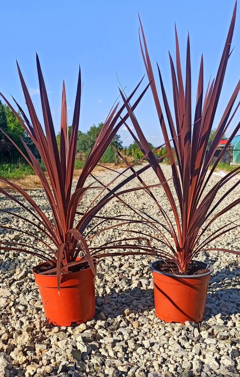 Austrálska palma - Cordyline Red Star