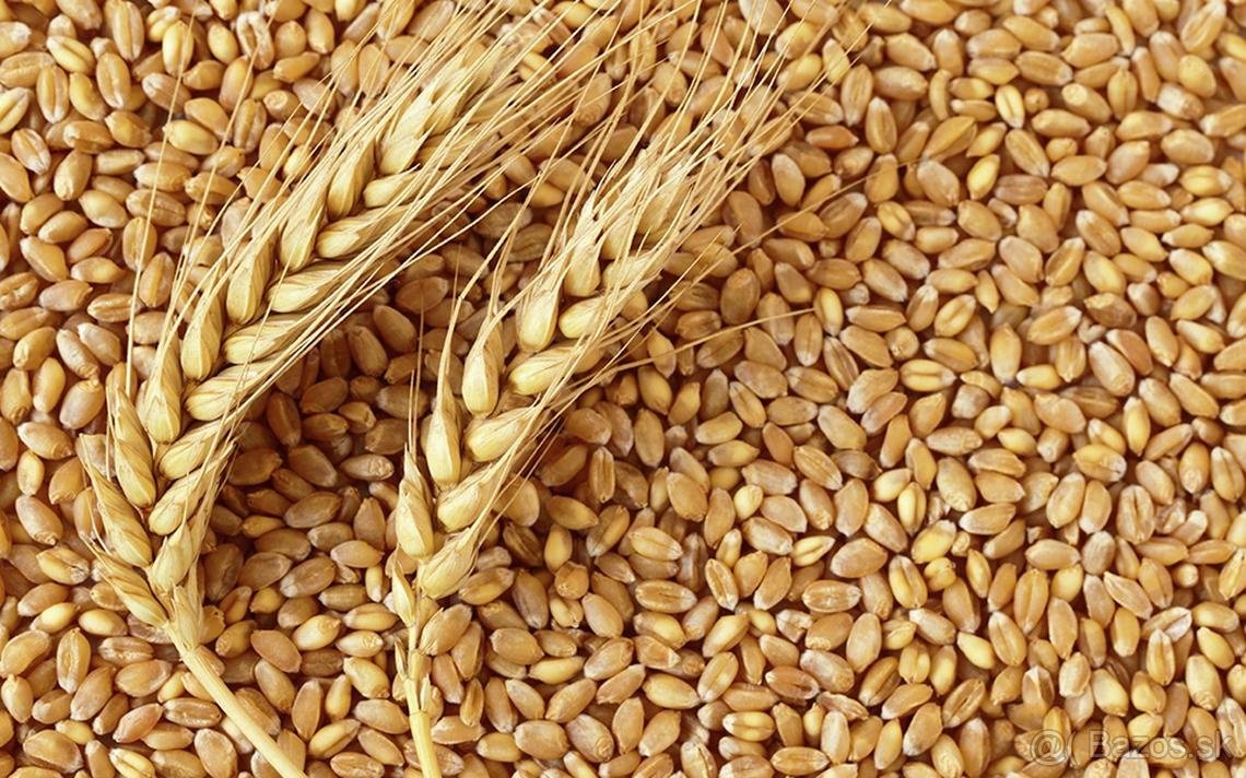 Cesnak, jačmeň, pšenica, cibuľa, zemiaky AGRIA