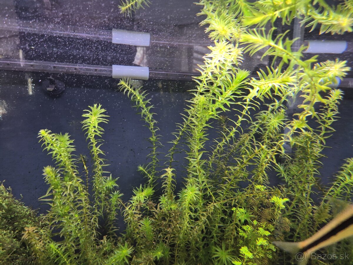 Egeria densa