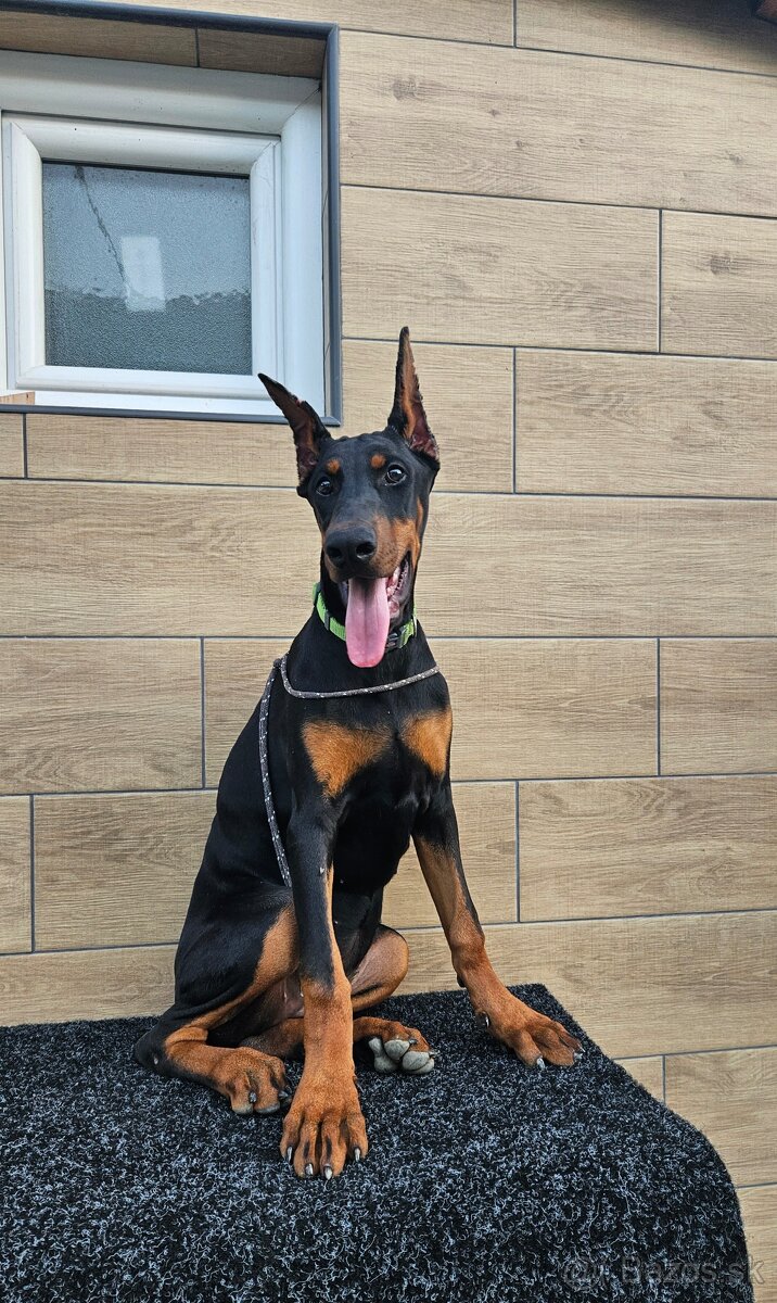 KUPIROVANÉ ŠTENIATKO DOBERMANA S PP FCI