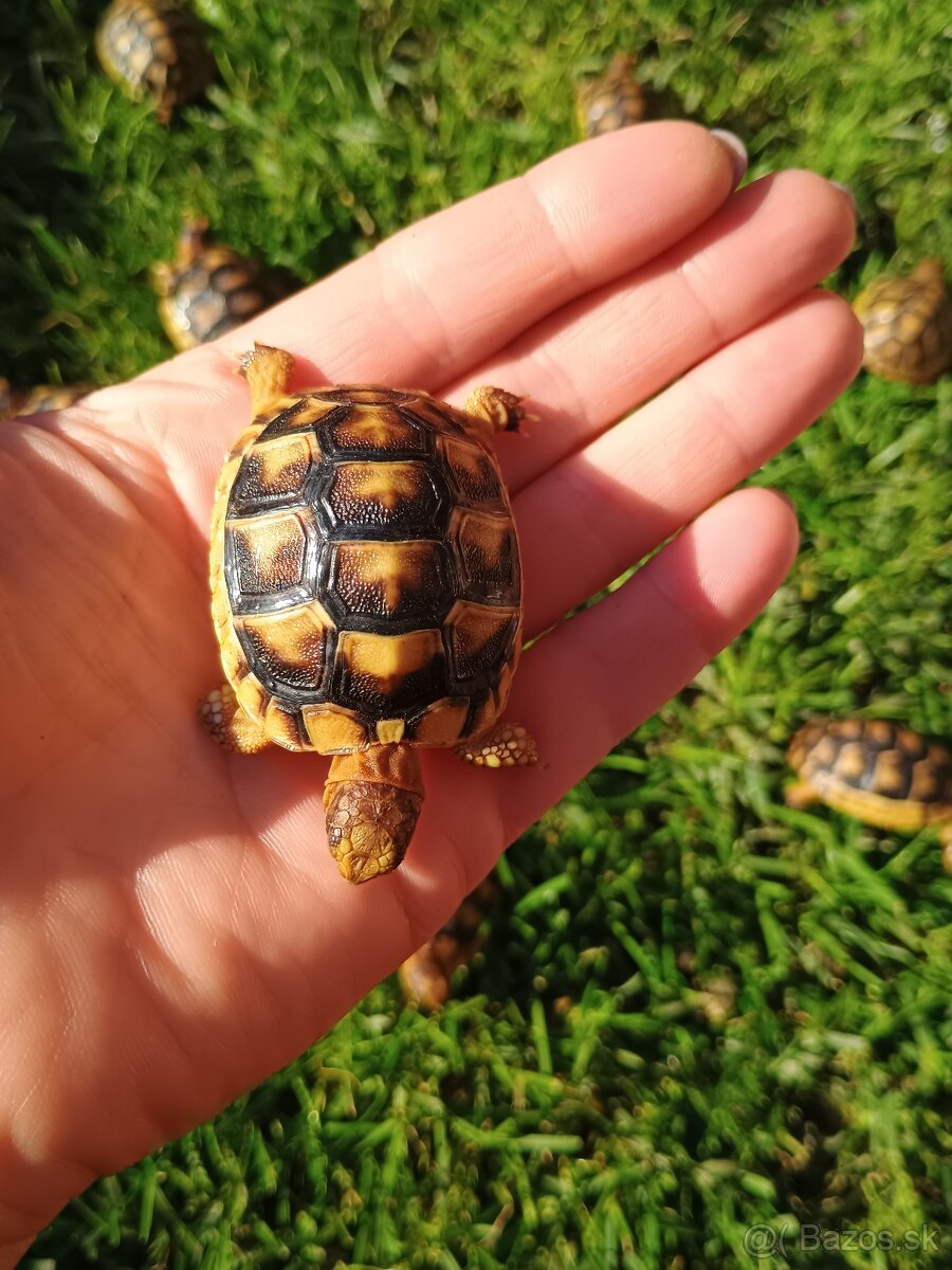 suchozemska korytnačka nenáročne domáce zvieratko