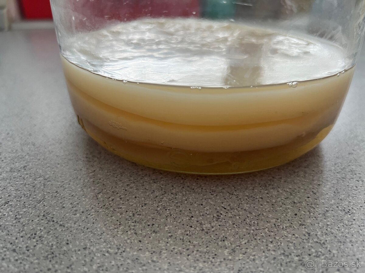 Scoby jun (kombucha)