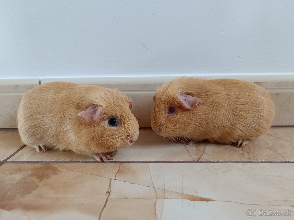 Morčatá ,Morča,Morské prasiatka