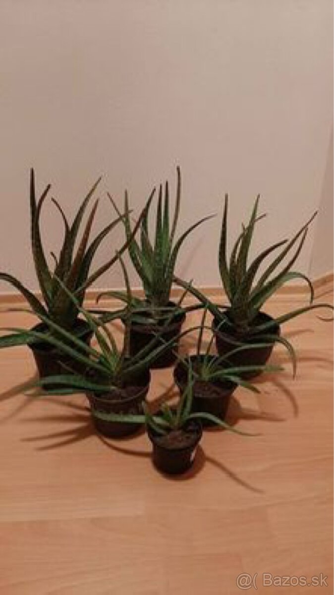 Aloe vera 2-rocne rastliny