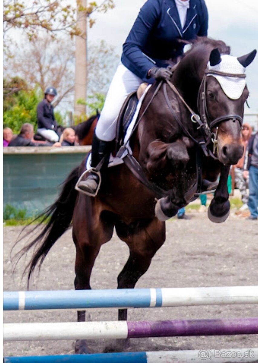 Predám slovenský sportovy Pony