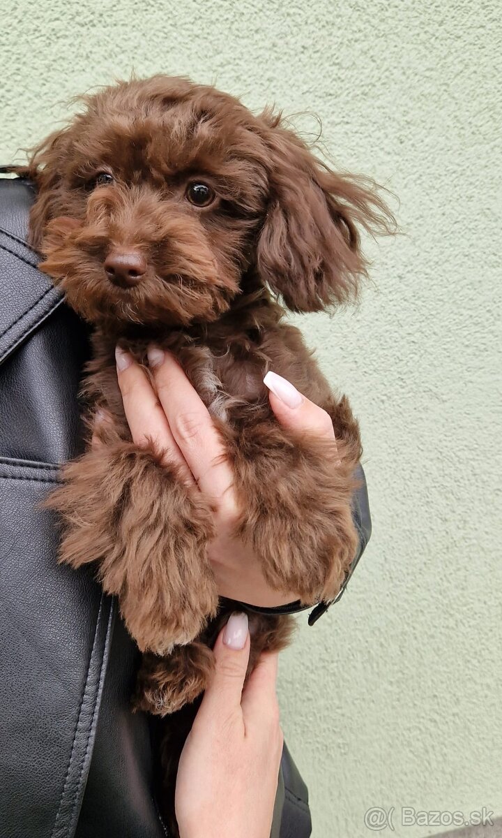Maltipoo