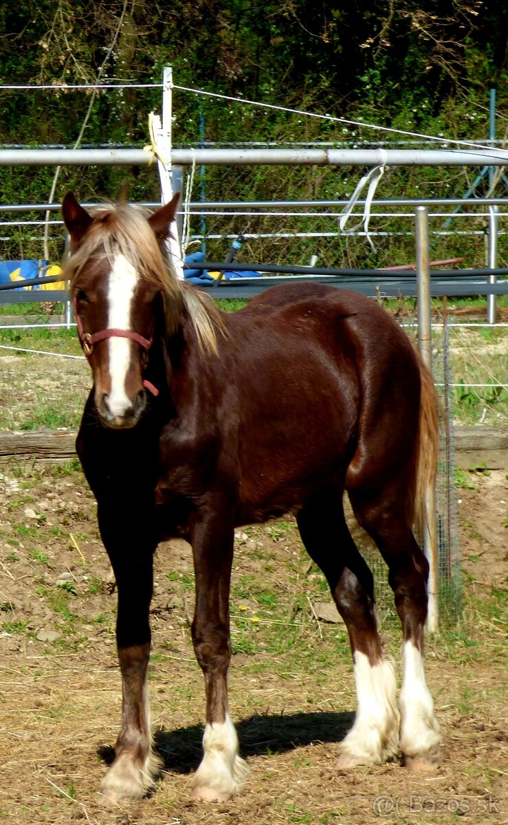Welsh Cob C, Welsh pony