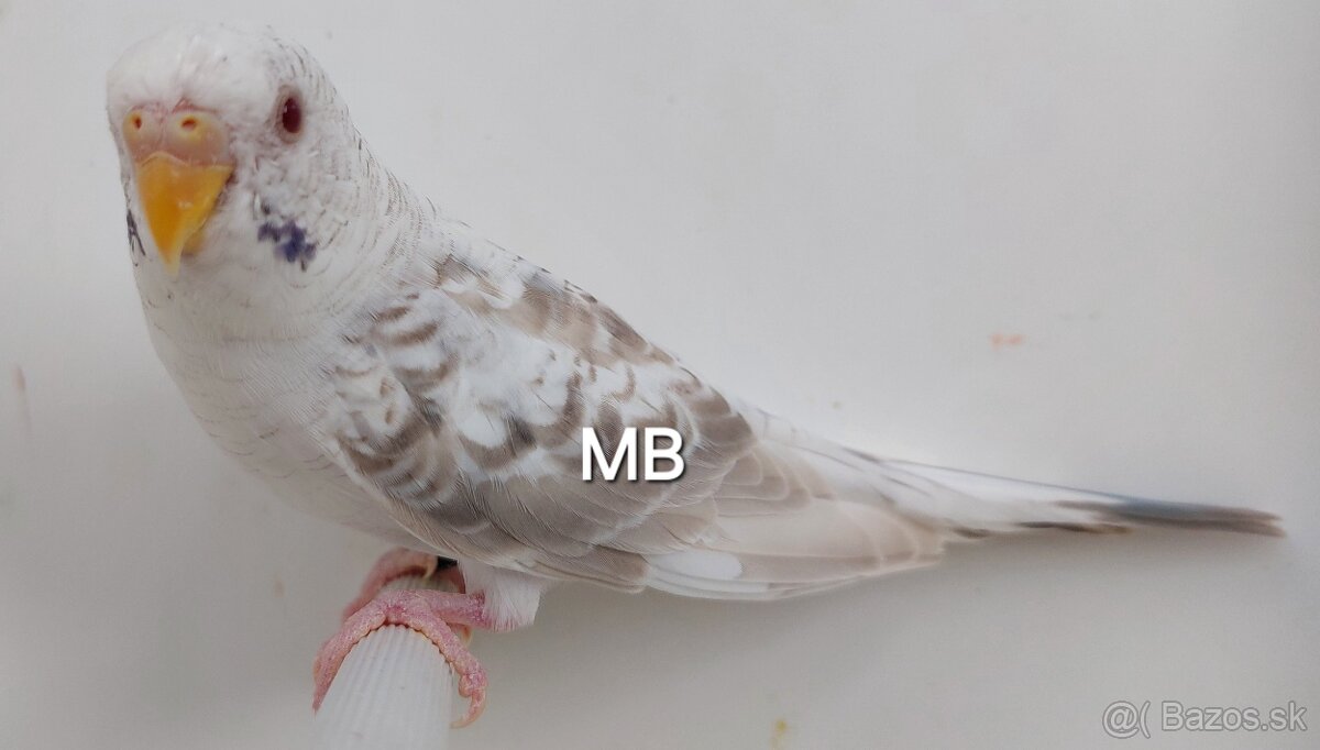 Fallow Blackwing čiernokridle andulky
