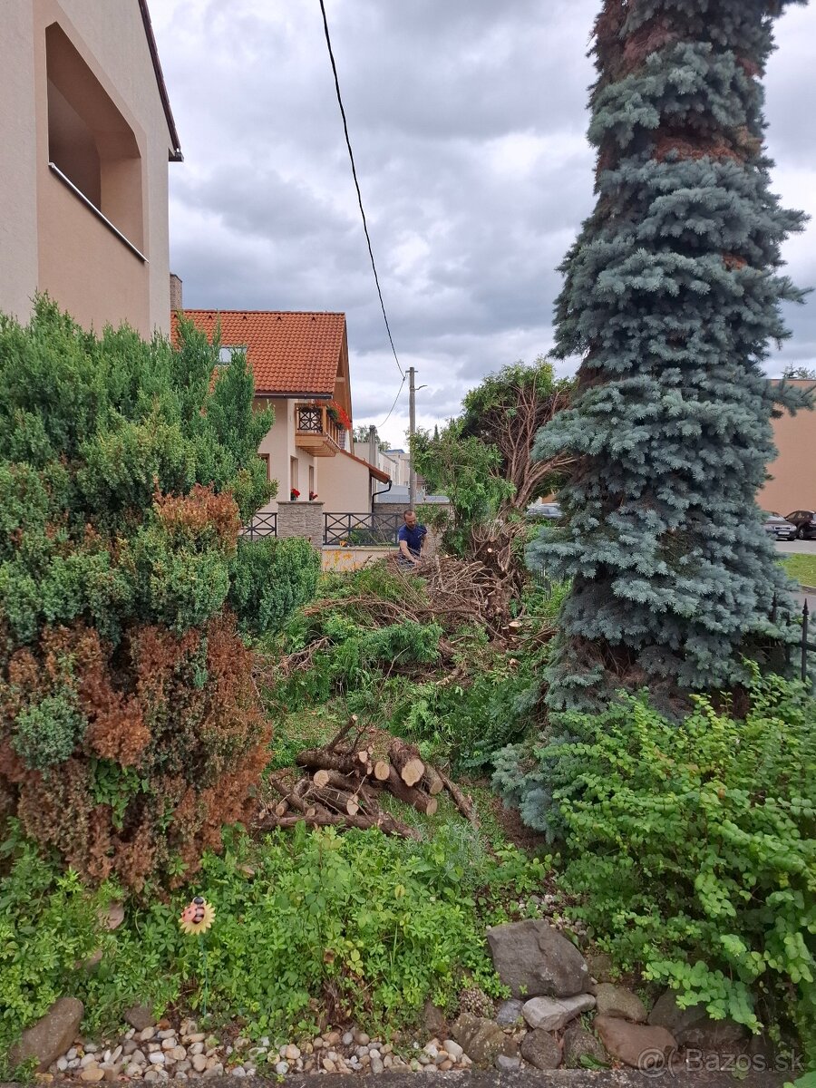 Pílenie stromov a drevín