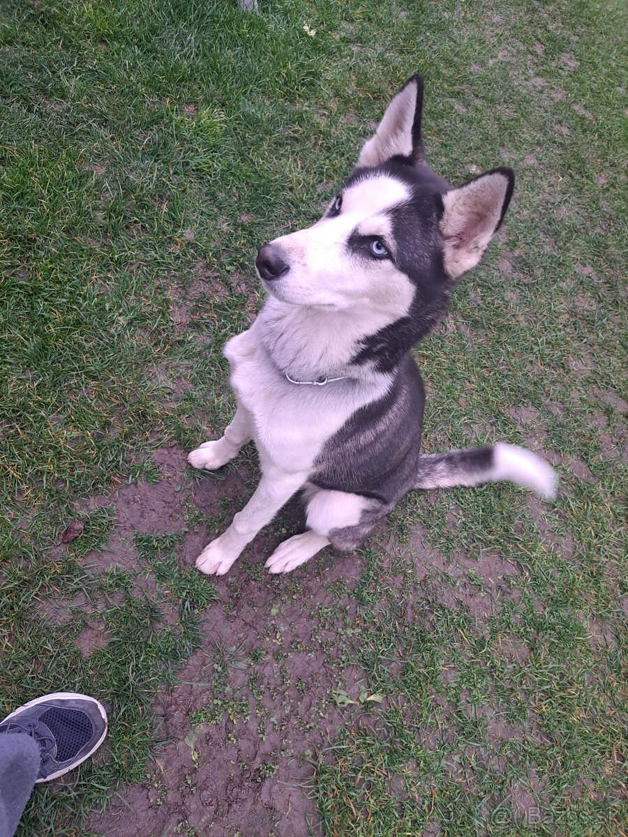 🐾 DARUJEME DO DOBRÝCH RÚK – SIBÍRSKA HUSKY DAISY 🐾
