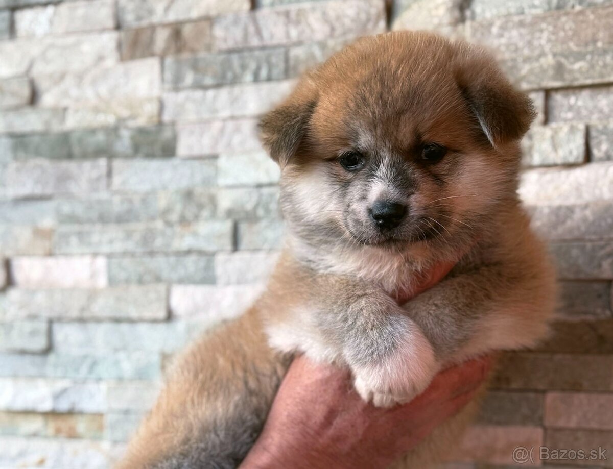 Japonská Akita Inu s PP
